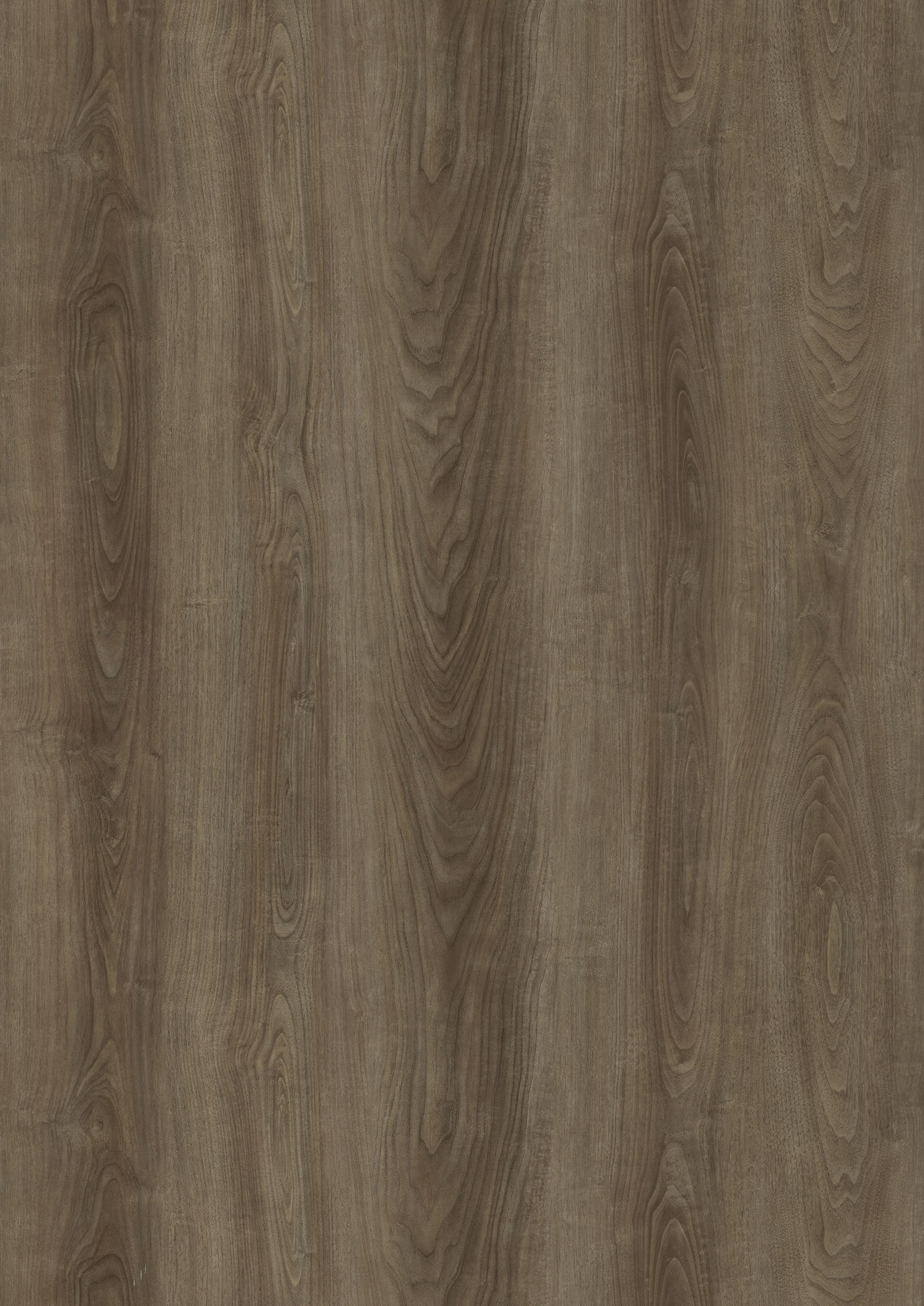 EASTERN WALNUT