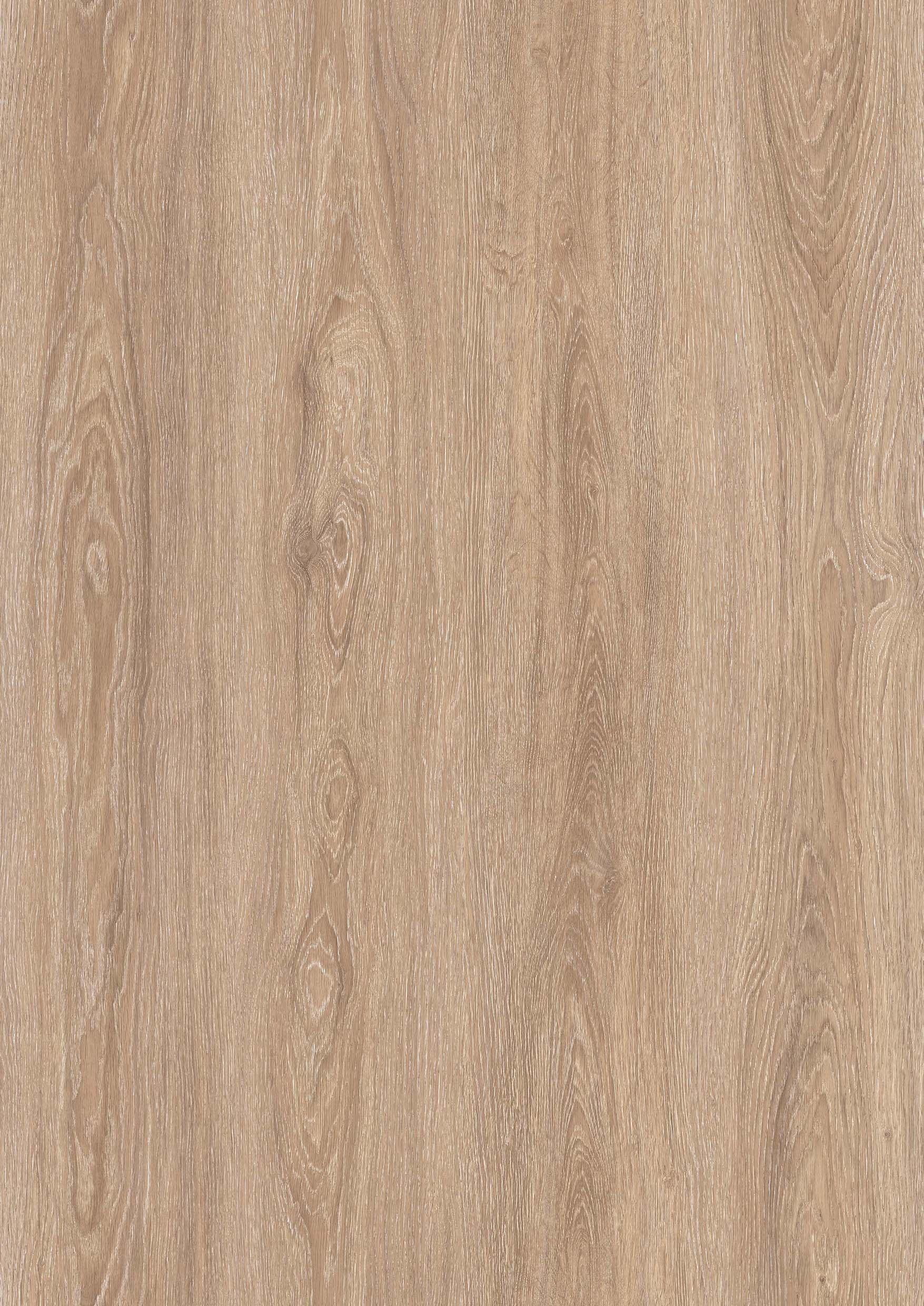 CANARY OAK